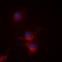 BCLX (Phospho-S62) Rabbit Polyclonal Antibody