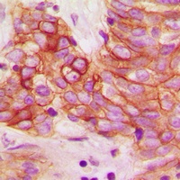 Calmodulin (Phospho-T80/S82) Rabbit Polyclonal Antibody