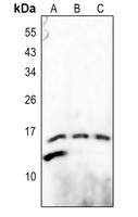 CCL26 Rabbit Polyclonal Antibody