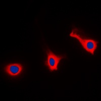 CD9 Rabbit Polyclonal Antibody