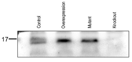 CDK2AP1 Rabbit Polyclonal Antibody