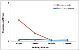 CDK5 (Phospho-Y15) Rabbit Polyclonal Antibody