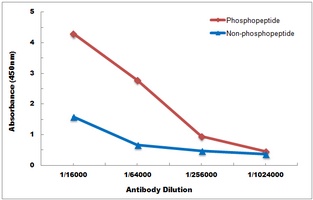 p21 (Phospho-T145) Rabbit Polyclonal Antibody