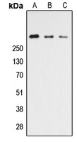 CELSR3 Rabbit Polyclonal Antibody