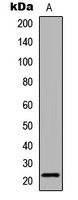 Claudin 6 Rabbit Polyclonal Antibody