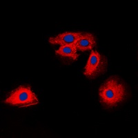 Claudin 6 Rabbit Polyclonal Antibody
