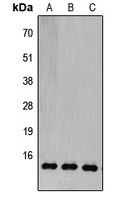 COX5B Rabbit Polyclonal Antibody