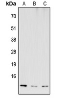COX6B2 Rabbit Polyclonal Antibody