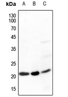 Ephrin A5 Rabbit Polyclonal Antibody