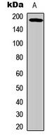 EGFR (Phospho-T693) Rabbit Polyclonal Antibody