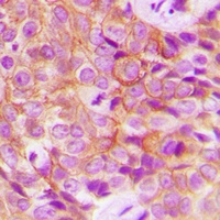 EGFR (Phospho-T693) Rabbit Polyclonal Antibody