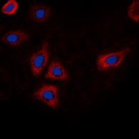 EGFR (Phospho-T693) Rabbit Polyclonal Antibody