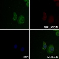EMR2 Rabbit Polyclonal Antibody