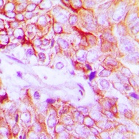 HER4 (Phospho-Y1284) Rabbit Polyclonal Antibody