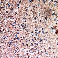 FAF1 Rabbit Polyclonal Antibody