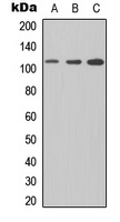 CD307e Rabbit Polyclonal Antibody