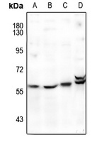 FOXD3 Rabbit Polyclonal Antibody