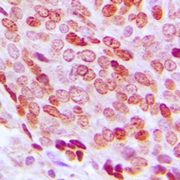 FOXD3 Rabbit Polyclonal Antibody