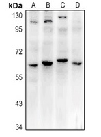 Frizzled 4 Rabbit Polyclonal Antibody