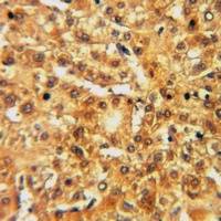 Frizzled 4 Rabbit Polyclonal Antibody