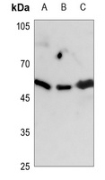 GAP43 Rabbit Polyclonal Antibody