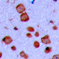 GAP43 Rabbit Polyclonal Antibody