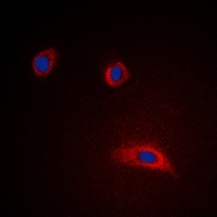 GAP43 Rabbit Polyclonal Antibody