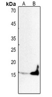 Histone H3 Rabbit Polyclonal Antibody