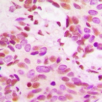 Histone H3 Rabbit Polyclonal Antibody