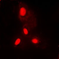 Histone H3 Rabbit Polyclonal Antibody