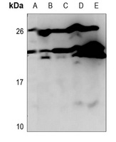 CD179b Rabbit Polyclonal Antibody