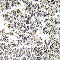 CD179b Rabbit Polyclonal Antibody
