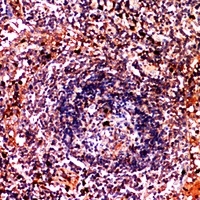 CD179b Rabbit Polyclonal Antibody