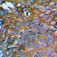 IL-12A Rabbit Polyclonal Antibody