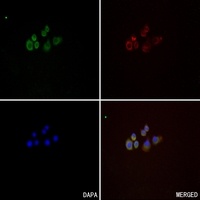 CD218b Rabbit Polyclonal Antibody