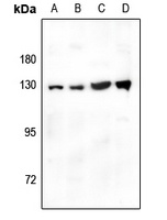 CD124 Rabbit Polyclonal Antibody