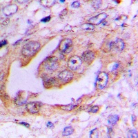 EG5 (Phospho-T926) Rabbit Polyclonal Antibody