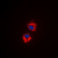 EG5 (Phospho-T926) Rabbit Polyclonal Antibody