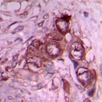 Laminin beta 1 Rabbit Polyclonal Antibody