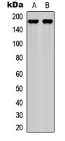 Laminin gamma 1 Rabbit Polyclonal Antibody