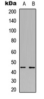 MKK1/2 Rabbit Polyclonal Antibody
