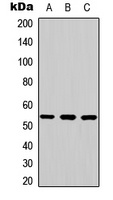 JNK2 Rabbit Polyclonal Antibody