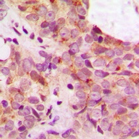TAU (Phospho-S673) Rabbit Polyclonal Antibody