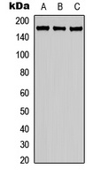 MUC1 Rabbit Polyclonal Antibody