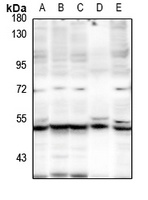 IDOL Rabbit Polyclonal Antibody