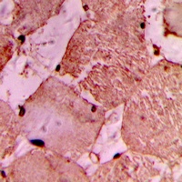 IDOL Rabbit Polyclonal Antibody