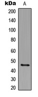 p47 phox (Phospho-S359) Rabbit Polyclonal Antibody