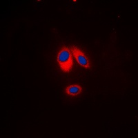 p47 phox (Phospho-S359) Rabbit Polyclonal Antibody