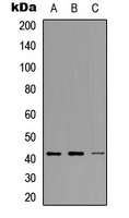 NDRG2 Rabbit Polyclonal Antibody