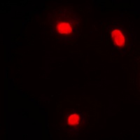NFIL3 Rabbit Polyclonal Antibody